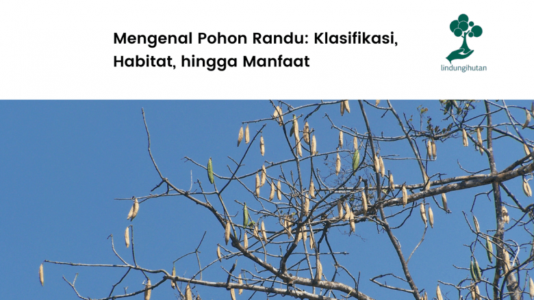 Mengenal Pohon Randu Klasifikasi Habitat Hingga Manfaat 37950 Hot Sex