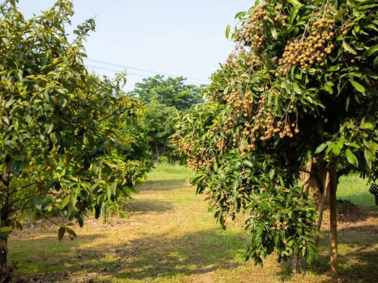 Pohon Kelengkeng Punya Beragam Jenis Buah Yang Menarik Perhatian