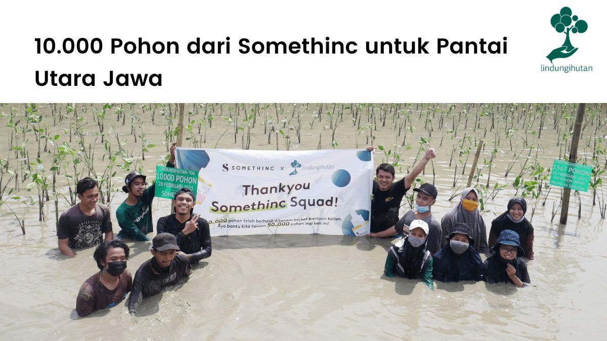 Kolaborasi LindungiHutan dan Somethinc untuk menanam sepuluh ribu mangrove di pantai utara Jawa Tengah