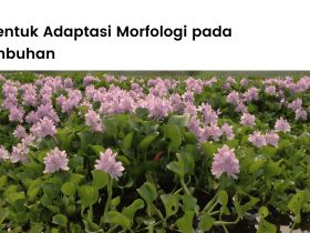 5 bentuk adaptasi morfologi tumbuhan yang terjadi.