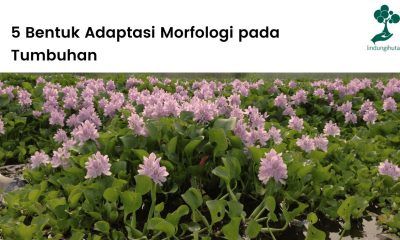 5 bentuk adaptasi morfologi tumbuhan yang terjadi.