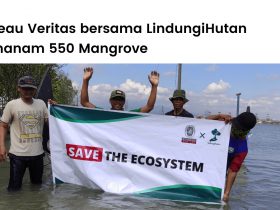 LindungiHutan bersama Bureau Veritas Indonesia menanam 555 mangrove di pesisir utara Jawa.