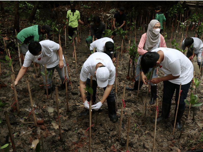 Perwakilan karyawan Privy.ID ikut terlibat langsung menanam mangrove.