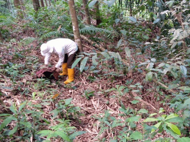 Mitra penghijauan lapangan LindungiHutan menanam pohon hasil kerjasama dengan Fabelio di Sumatera Barat.