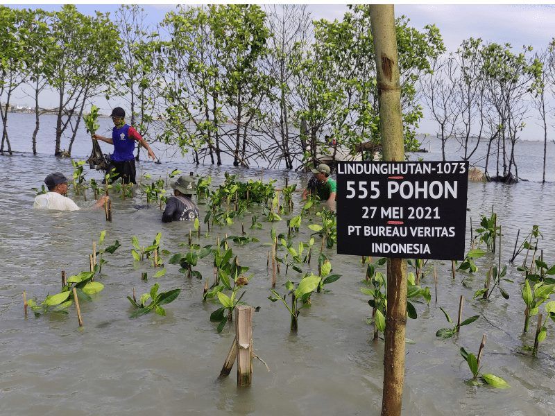 Penanaman mangrove di pesisir utara Kota Semarang hasil kerjasama LindungiHutan dan Bureau Veritas Indonesia.