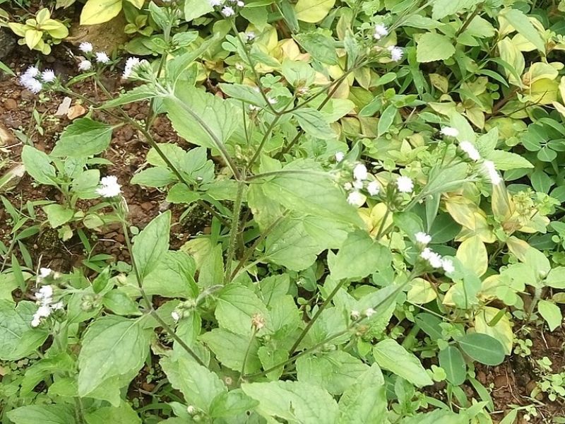 Babadotan merupakan tanaman gulma yang berkhasiat untuk pengobatan trasidional.