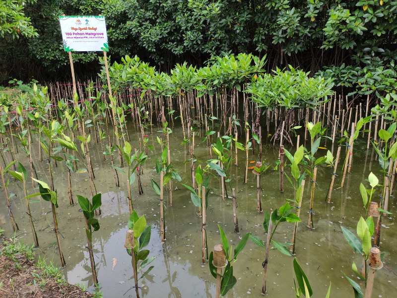 Bank Mega Syariah menanam di hutan mangrove PIK
