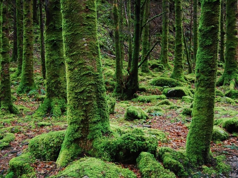 Penampakan vegetasi di jenih hutan lumut yang didominasi oleh lumut.
