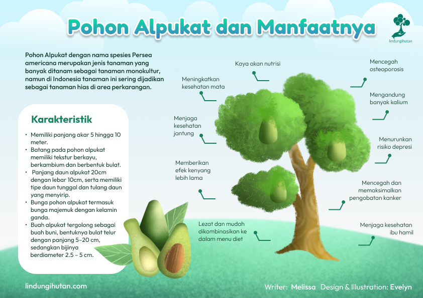 Infografis pohon alpukat.