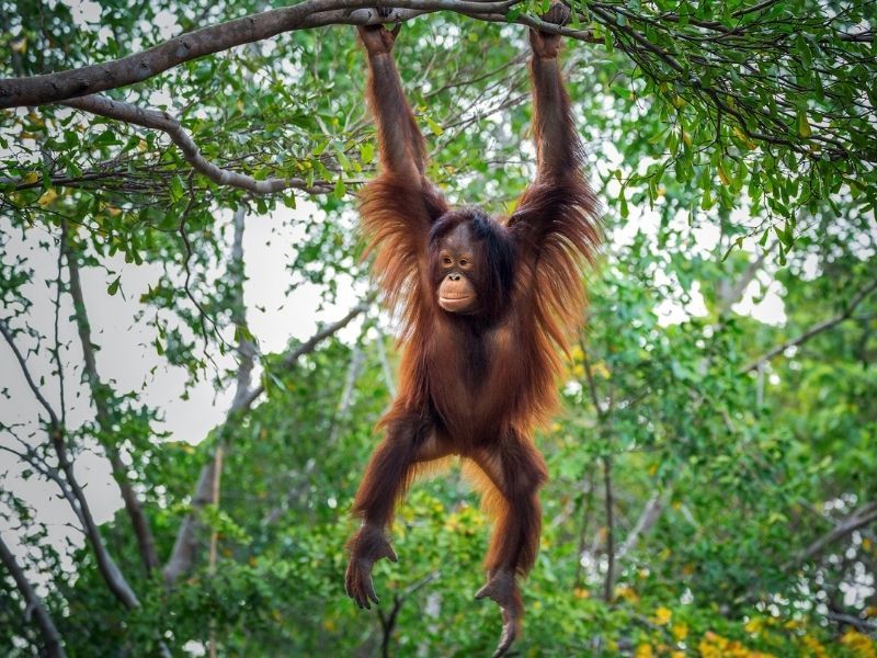 Orangutan bergelantungan di dahan pohon dan tinggal di hutan hujan tropis Indonesia.