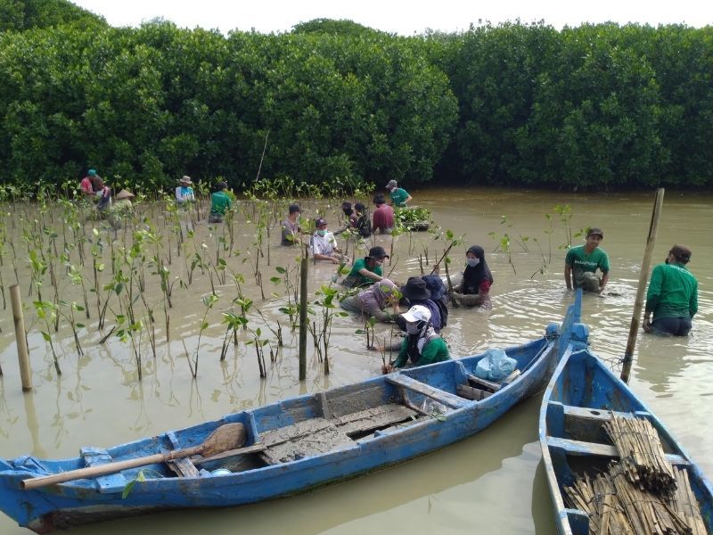 Penanaman pohon bakau hasil kerjasama antara LindungiHutan dan Somethinc di pesisir utara Jawa Tengah.