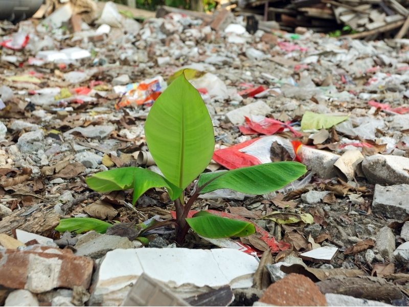 Dampak polusi akibat sampah dan logam dapat menghambat pertumbuhan tanaman.