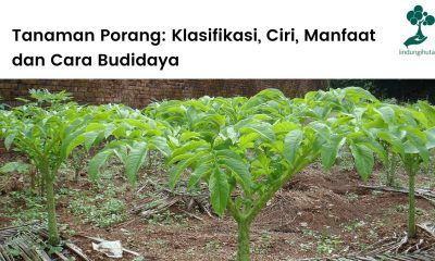 Mengenal tanaman porang: klasifikasi dan taksonomi porang, ciri-ciri, manfaat dan cara budidaya tanaman porang.