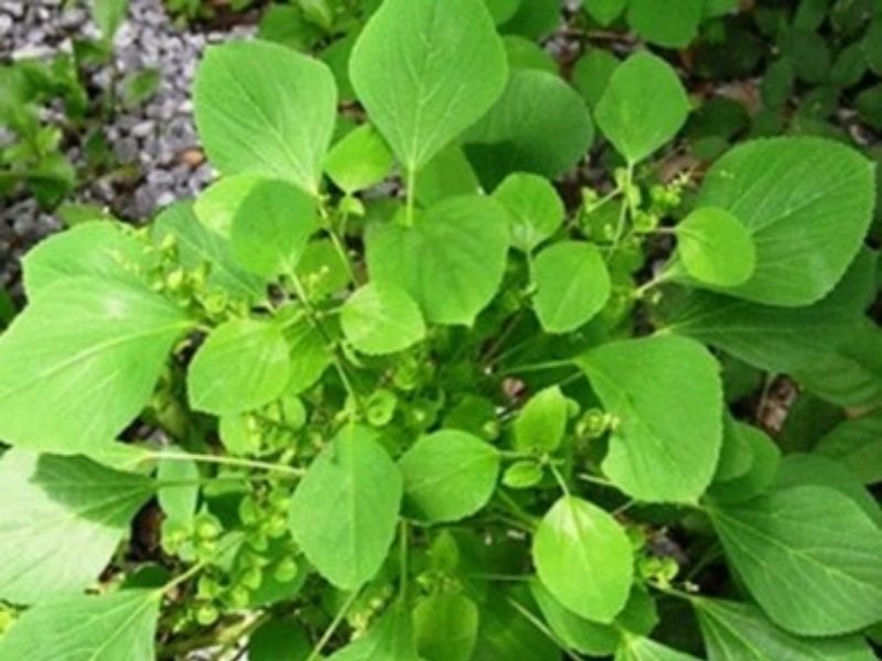 Anting-anting adalah gulma berkhasiat untuk berbagai pengobatan herbal.