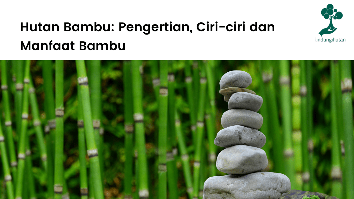 Pengertian hutan bambu, ciri-ciri, sebaran dan manfaat bambu.