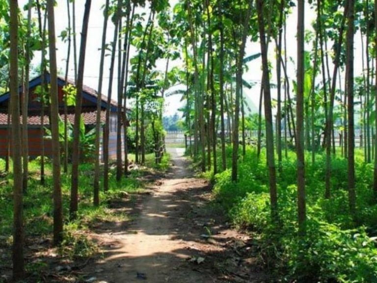 Hutan Lindung Adalah Pengertian, Manfaat dan 10+ Contohnya