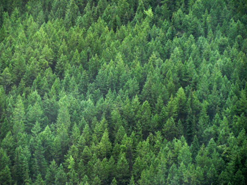 Gambar hutan pinus yang rindang dan hijua.