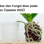 Pembahasan lengkap jenis-jenis akar dan fungsi akar pada tumbuhan terbaru.