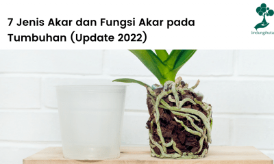 Pembahasan lengkap jenis-jenis akar dan fungsi akar pada tumbuhan terbaru.