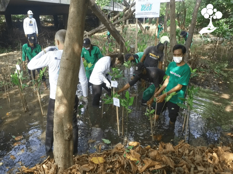 Dokumentasi pelaksanaan acara CSR menanam mangrove AXA bersama LindungiHutan di PIK, Jakarta Utara.