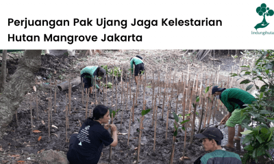 Kisah singkat mitra penanaman pohon LindungiHutan di Jakarta, Pak Ujang.
