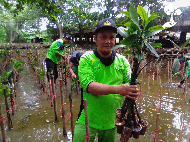 Ujang Kurniawan, mitra penanaman pohon LindungiHutan di Jakarta, sedang memegang bibit mangrove.