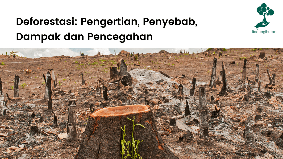 Deforestasi adalah, pengertian deforestasi, penyebab, dampak dan cara mencegah kehilangan tutupan hutan.