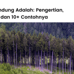 Pengertian hutan lindung adalah, manfaat dan contoh-contoh hutan lindung di Indonesia.