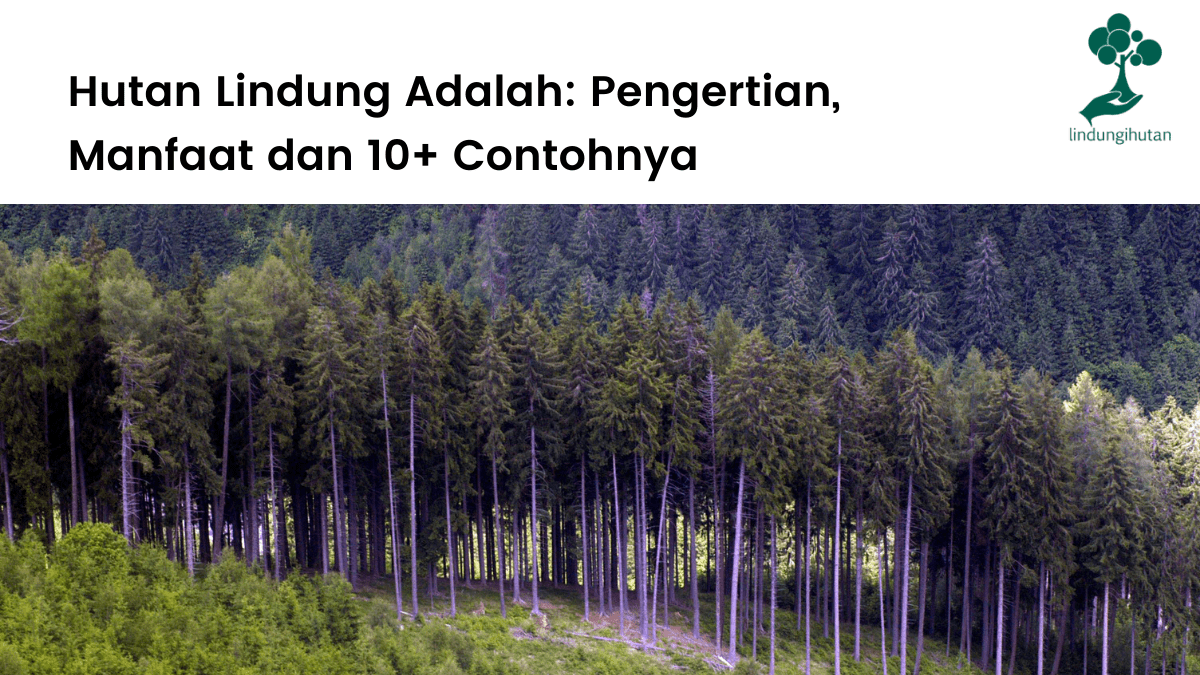 Pengertian hutan lindung adalah, manfaat dan contoh-contoh hutan lindung di Indonesia.