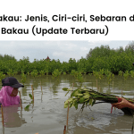 Jenis-jenis pohon bakau di Indonesia lengkap dengan ciri-cirinya dan manfaat ekologi serta fungsi ekonomi hutan bakau.