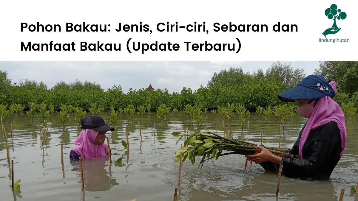 Jenis-jenis pohon bakau di Indonesia lengkap dengan ciri-cirinya dan manfaat ekologi serta fungsi ekonomi hutan bakau.