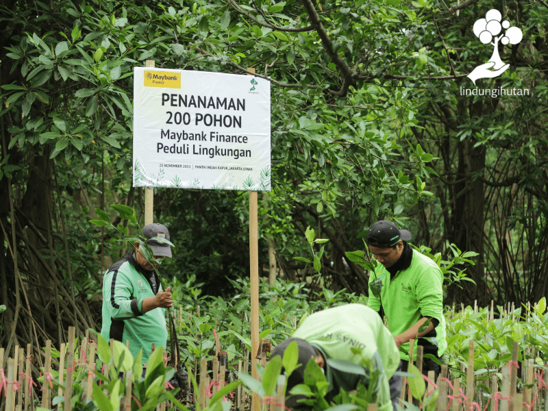 Mitra petani LindungiHutan menanamkan pohon dari kerjasama Maybank dan LindungiHutan.