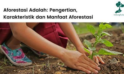 Pengertian aforestasi, karakteristik dan manfaat upaya aforestasi.