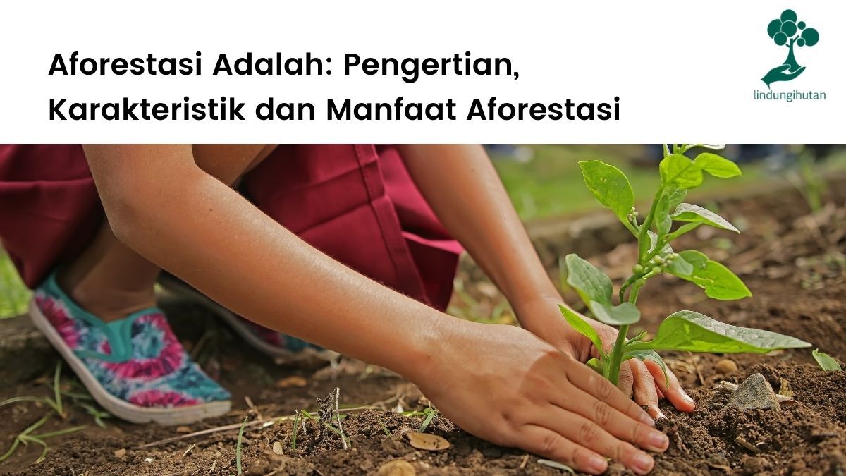 Pengertian aforestasi, karakteristik dan manfaat upaya aforestasi.