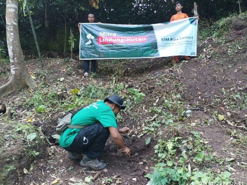Mitra penggerak LindungiHutan di Lumajang menanam bibit alpukat di Gunung Sawur.