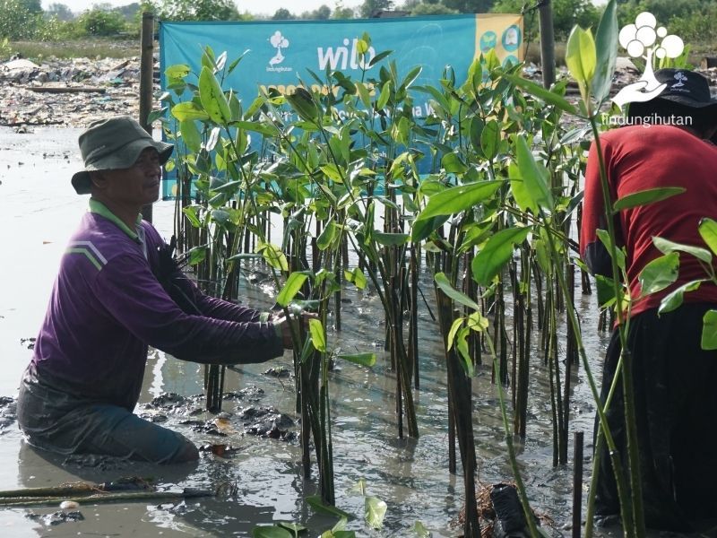 Mitra petani LindungiHutan saat menanam bibit mangrove di Semarang dalam acara CSR PT Wilo Pumps Indonesia.