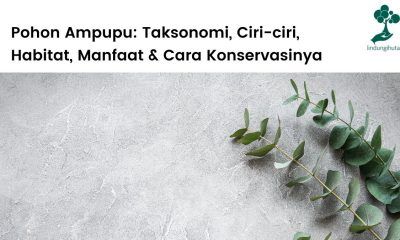 Klasifikasi pohon ampupu, ciri-ciri, cara konservasi dan manfaat ampupu.