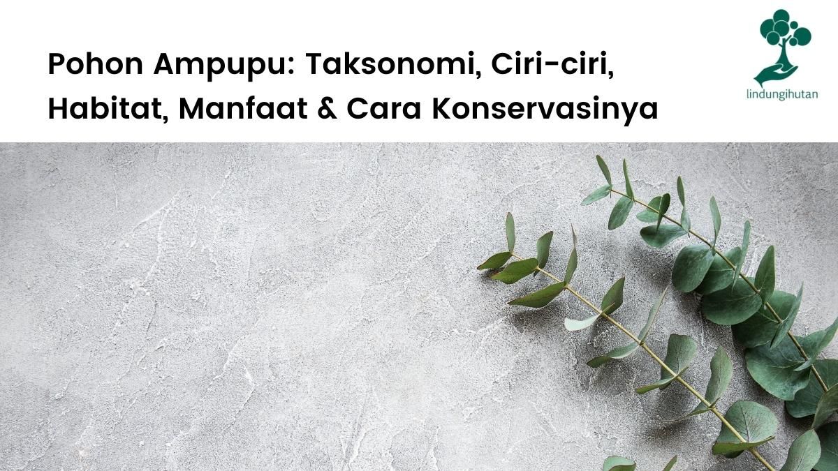 Klasifikasi pohon ampupu, ciri-ciri, cara konservasi dan manfaat ampupu.
