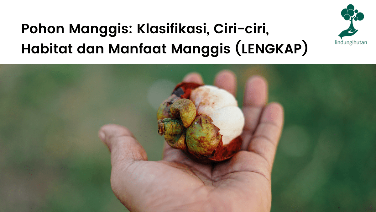 Pembahasan pohon manggis lengkap, klasifikasi, ciri-ciri pohon manggis dan manfaatnya.