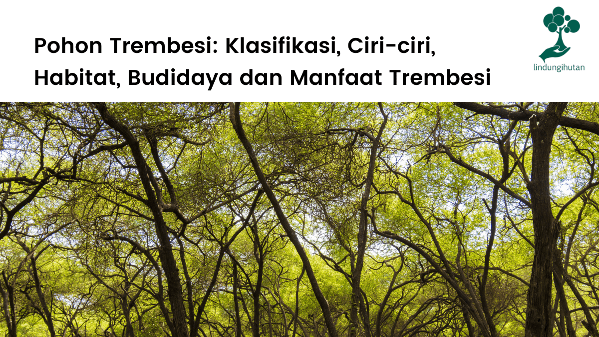 Pohon trembesi, klasifikasi, ciri-ciri trembesi, manfaat pohon trembesi untuk kehidupan.