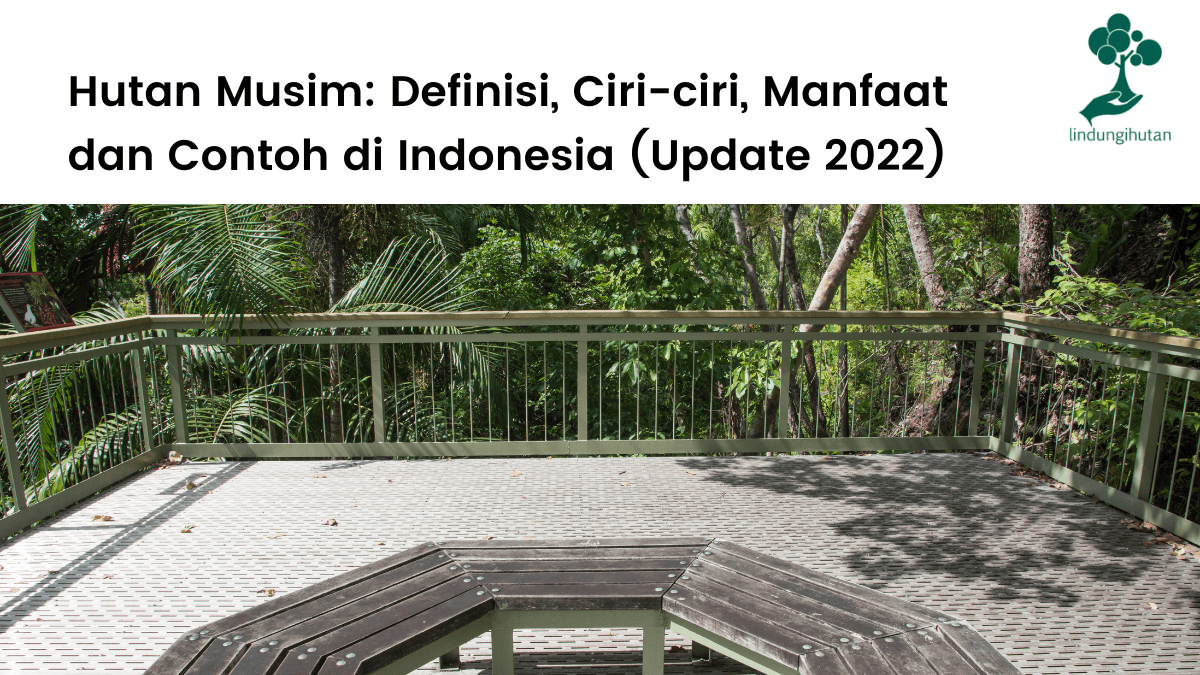 Hutan Musim: Ciri-ciri, Manfaat dan Contoh di Indonesia (Update 2022)