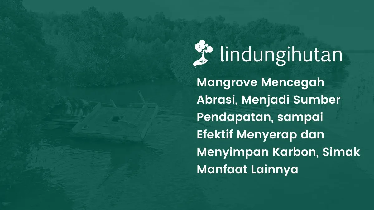 10 manfaat hutan mangrove