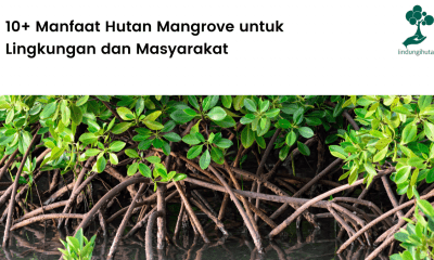 Manfaat hutan mangrove untuk lingkungan dan masyarakat.