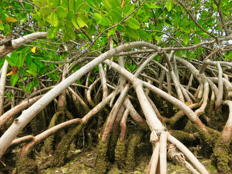 manfaat hutan mangrove diambil kayunya