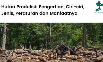 Pengertian hutan produksi, ciri-ciri, peraturan dan manfaat hutan produksi.