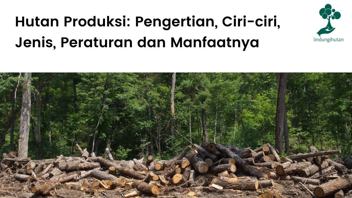 Pengertian hutan produksi, ciri-ciri, peraturan dan manfaat hutan produksi.