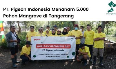 Program CSR Pigeon Indonesia menanam ribuan mangrove di Tangerang.