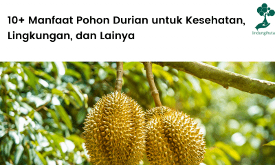 Manfaat pohon durian