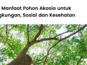 Manfaat pohon akasia untuk lingkungan, obat-obatan, dan sosial