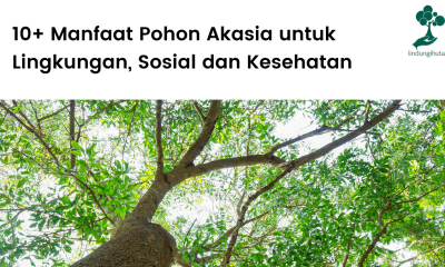 Manfaat pohon akasia untuk lingkungan, obat-obatan, dan sosial